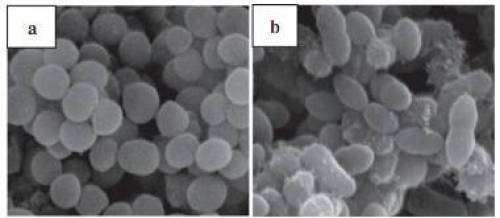 秦启伟研究团队在一种新的石斑鱼g型溶菌酶功能研究方面取得新进展